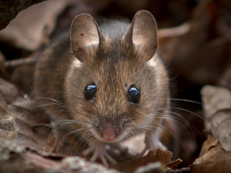 L'importanza dei topi selvatici nell'ecosistema