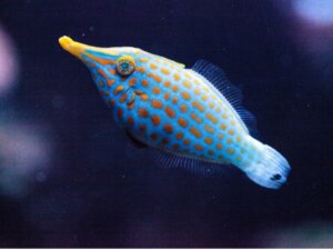 Pesce lima: habitat e caratteristiche