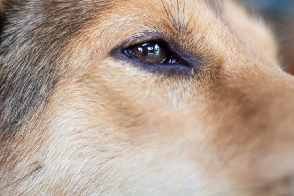 Sindrome di Horner nei cani: sintomi, diagnosi e prevenzione