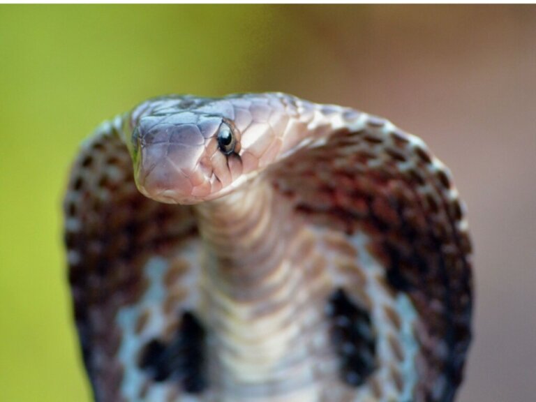 Cobra dagli occhiali: habitat e caratteristiche