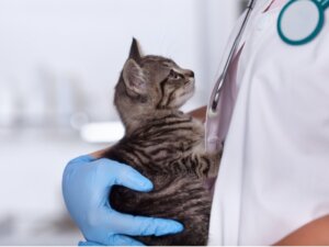 Linfoma nei gatti: cause, sintomi e trattamento