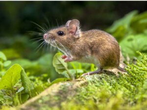 Differenze tra ratto e topo