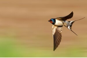 Tutti i tipi di rondini, gli uccelli simbolo della primavera