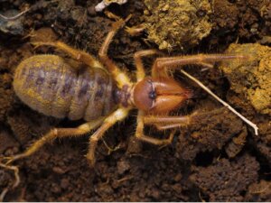 10 curiosità sui ragni cammello, questi sconosciuti