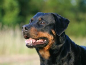 Differenze tra un Rottweiler americano e tedesco
