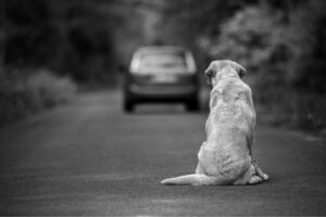 10 modi per aiutare un cane abbandonato