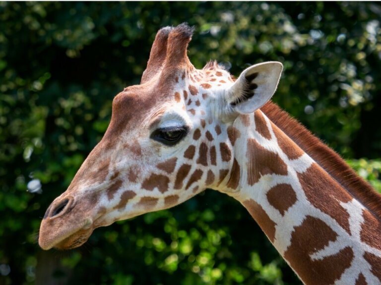 Giraffa somala: habitat e caratteristiche