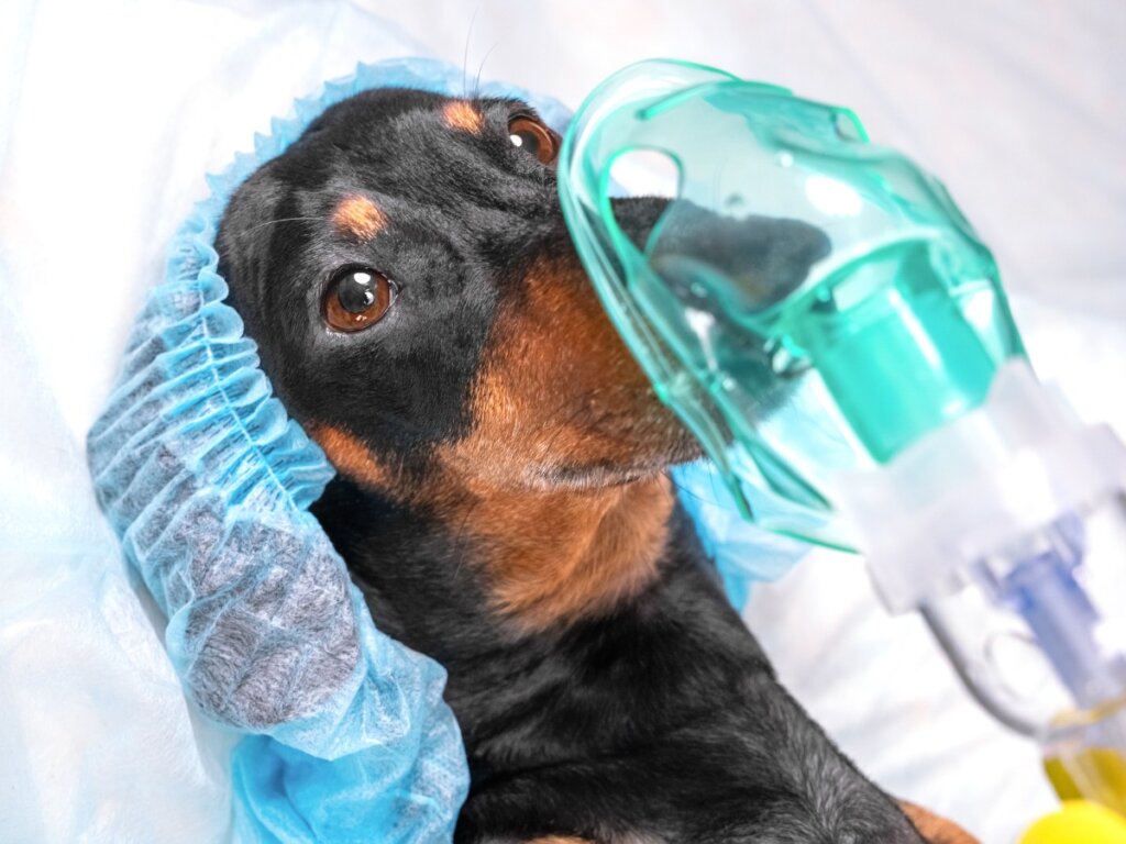 Pneumotorace nei cani: caratteristiche e trattamento