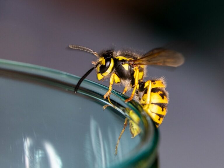 10 curiosità sulle vespe che ve le faranno odiare di meno