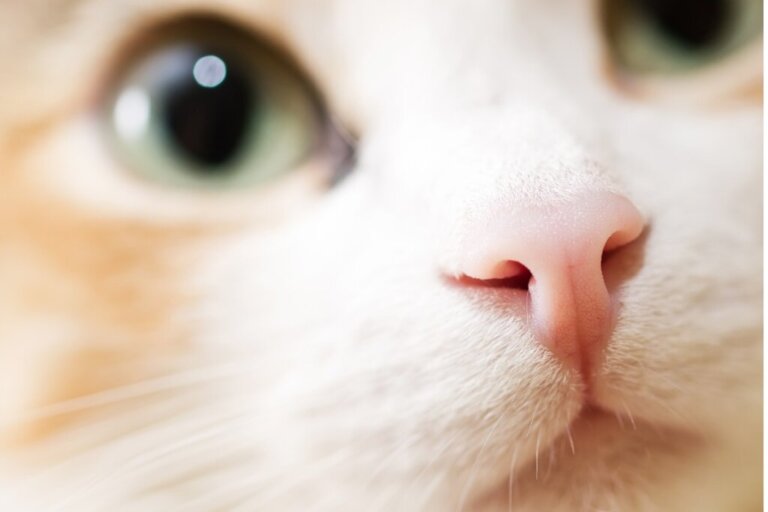 12 odori che i gatti odiano