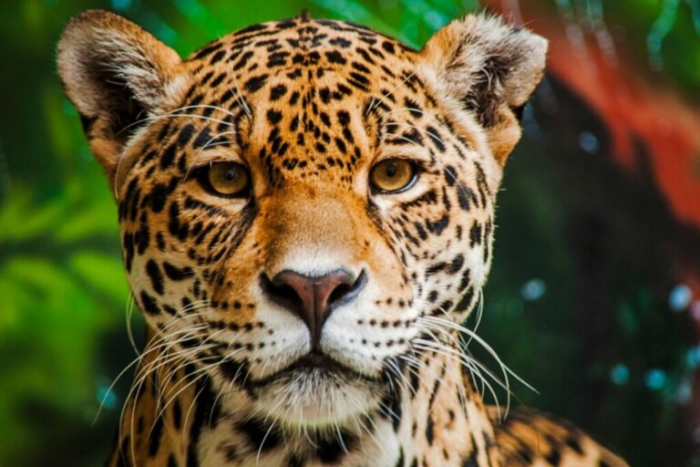 I 15 animali più pericolosi dell'Amazzonia