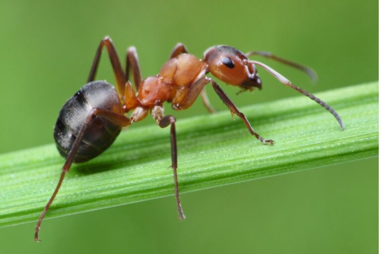 Acari nel formicaio: come eliminarli?