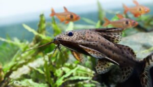 Quanti pesci si possono mettere nell'acquario?