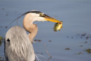 I pesci potrebbero usare gli uccelli per colonizzare nuovi posti, lo dimostrano gli studi
