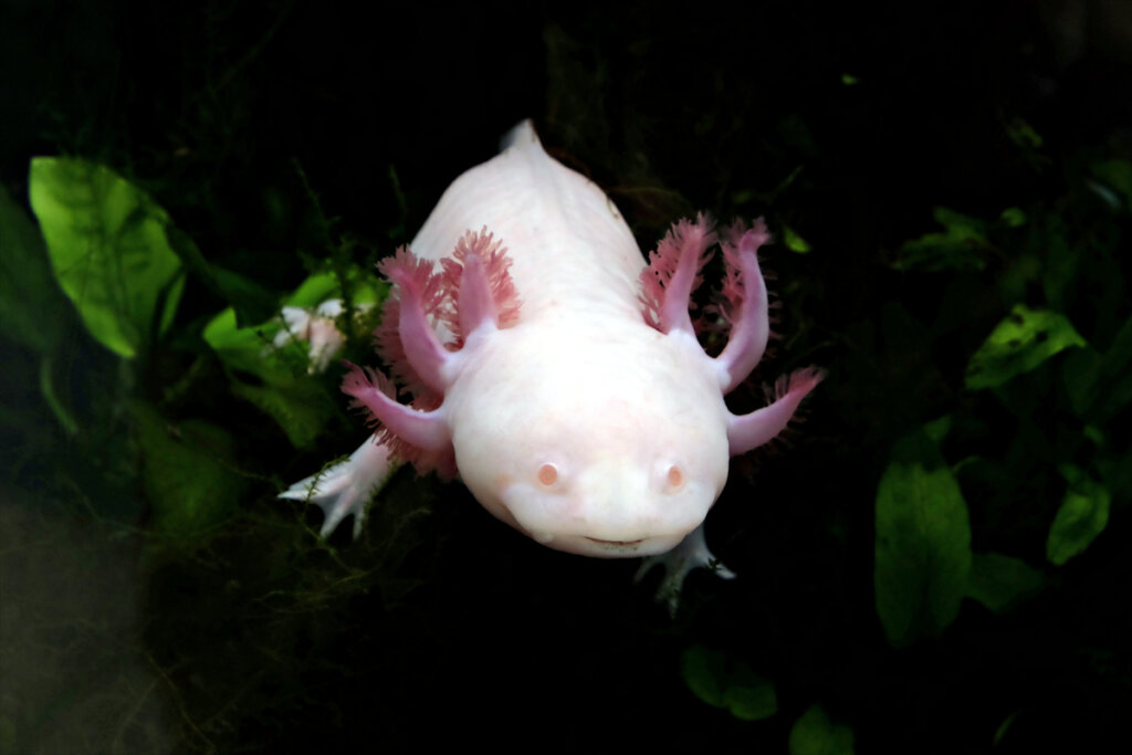 Cosa mangia l'axolotl?