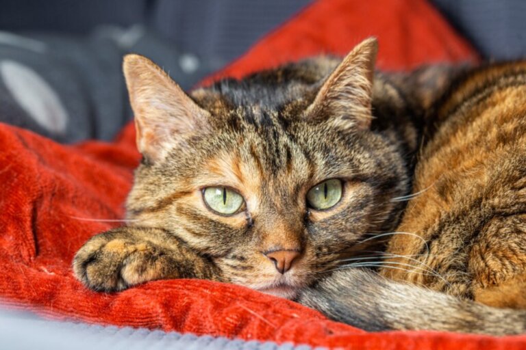Anche i gatti possono soffrire di ansia da separazione