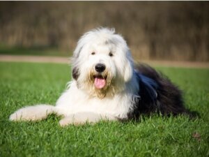 Differenze tra il bobtail e il bearded collie