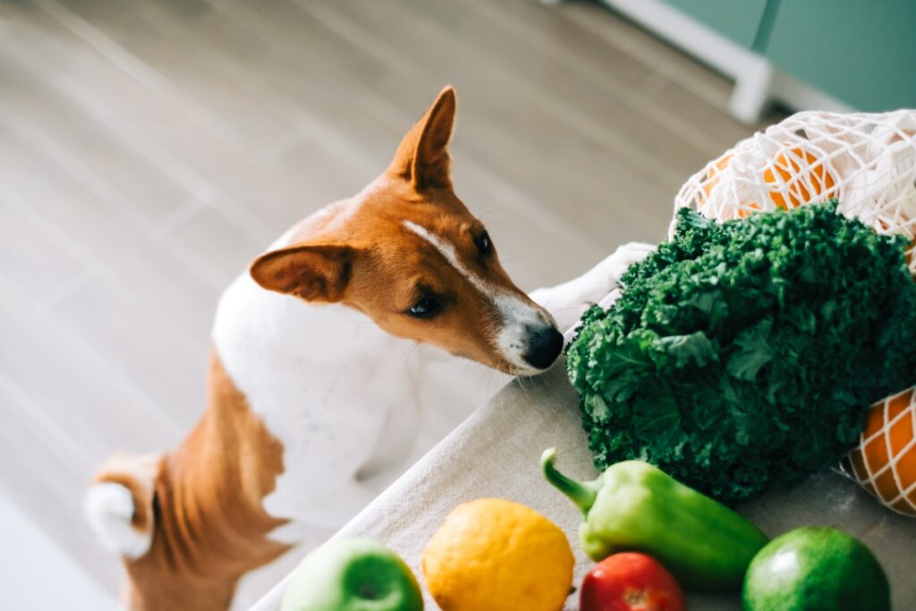 I cani possono mangiare gli spinaci?