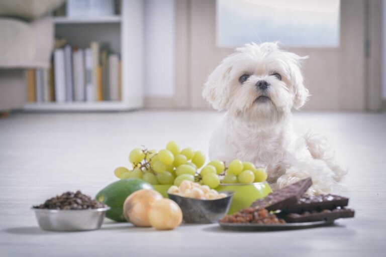 I cani possono mangiare le noci?