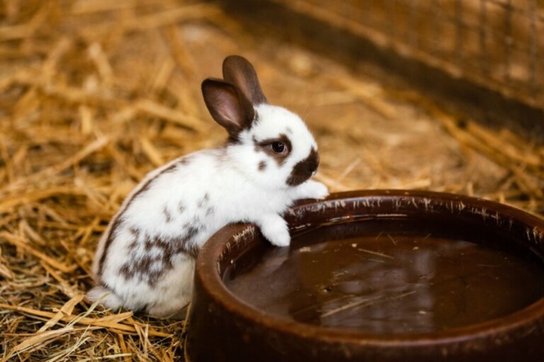 I conigli bevono acqua?
