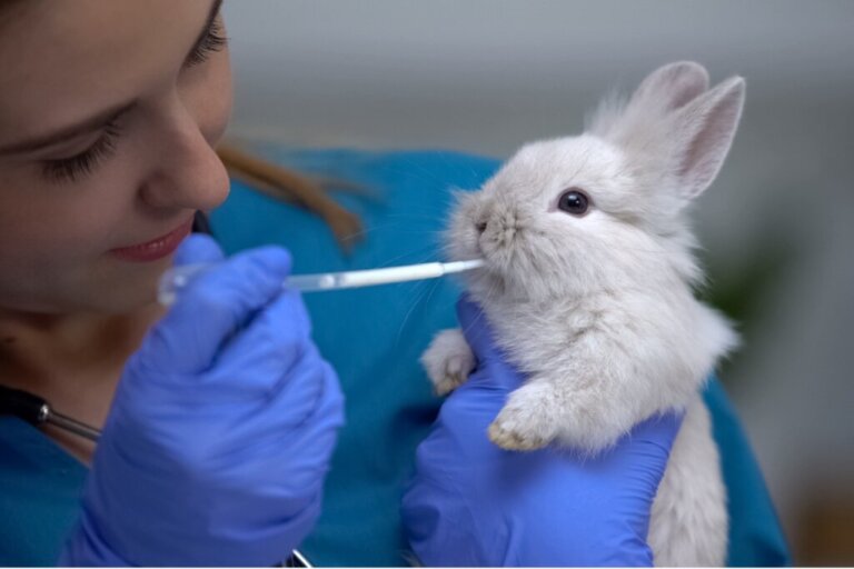 12 sintomi che un coniglio è malato