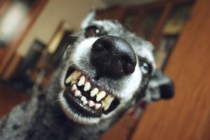 Perché il mio cane ringhia o morde i suoi cuccioli?
