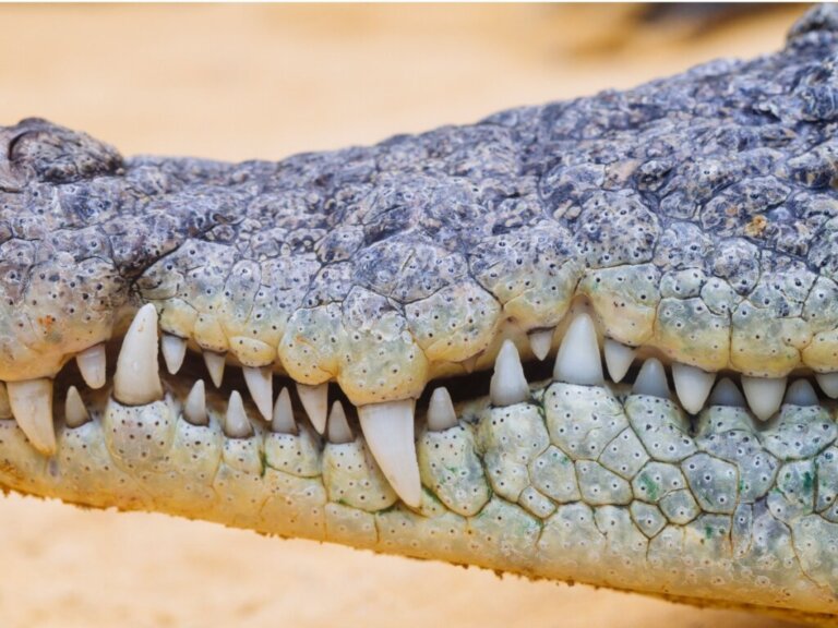 Quanti denti ha un coccodrillo?