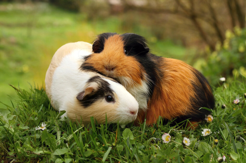 Cavia americana: caratteristiche e cure