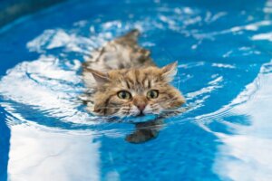 6 razze di gatti che amano l'acqua