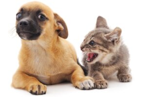 Perché il gatto attacca il cane?