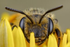 Come vedono le api?