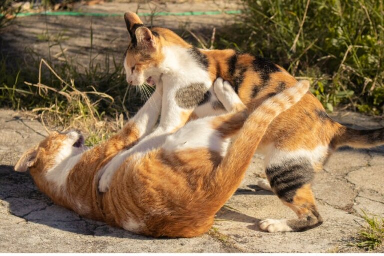 Come separare due gatti che litigano?