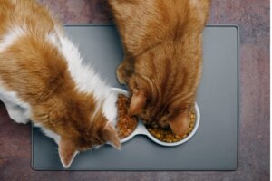 Perché il mio gatto mangia il cibo dell'altro gatto?