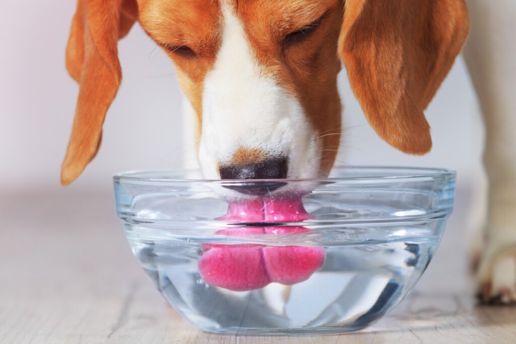 Di quanta acqua ha bisogno il mio cane ogni giorno?
