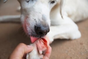 La saliva del cane è curativa?