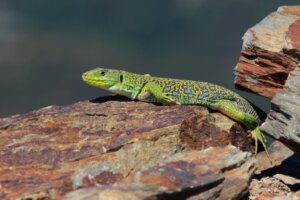 Lucertola ocellata: habitat e caratteristiche