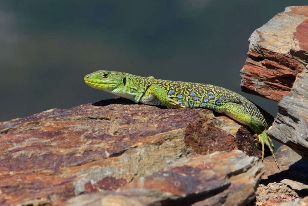 Lucertola ocellata: habitat e caratteristiche