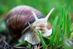 Cosa mangiano le chiocciole?