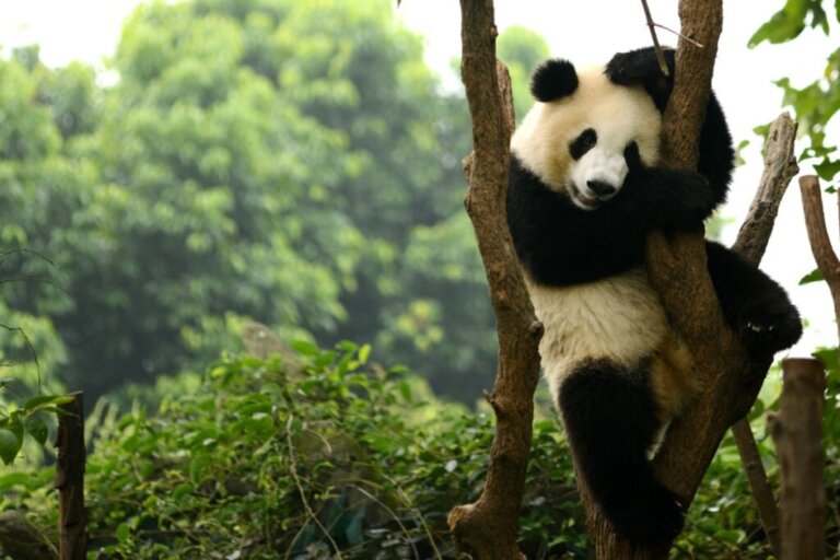 Panda giganti della Cina, una specie non più a rischio di estinzione