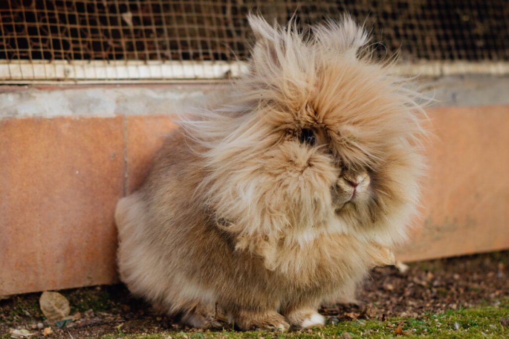 Palle di pelo nello stomaco del coniglio: cosa fare?