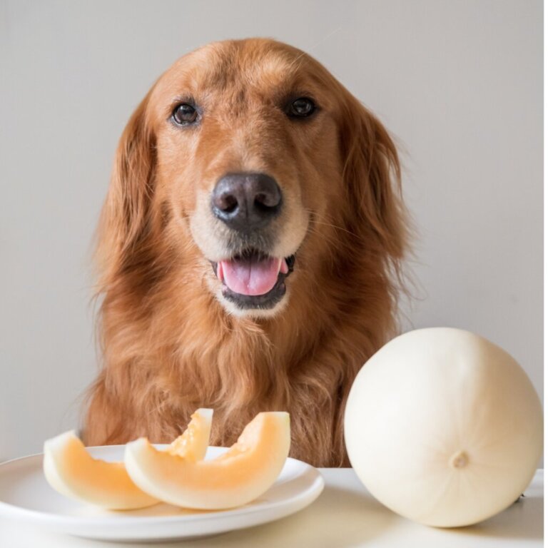 I cani possono mangiare il melone?