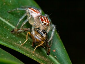 Cosa mangiano i ragni?