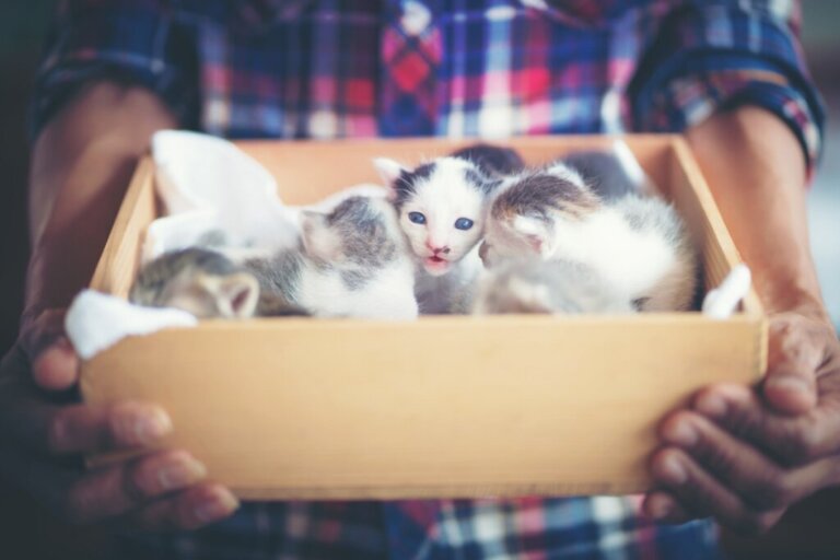 Come eliminare le pulci nei gatti appena nati?
