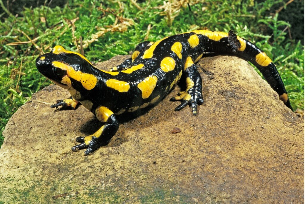 Salamandra comune: habitat e caratteristiche