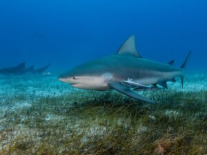 Come nascono gli squali?