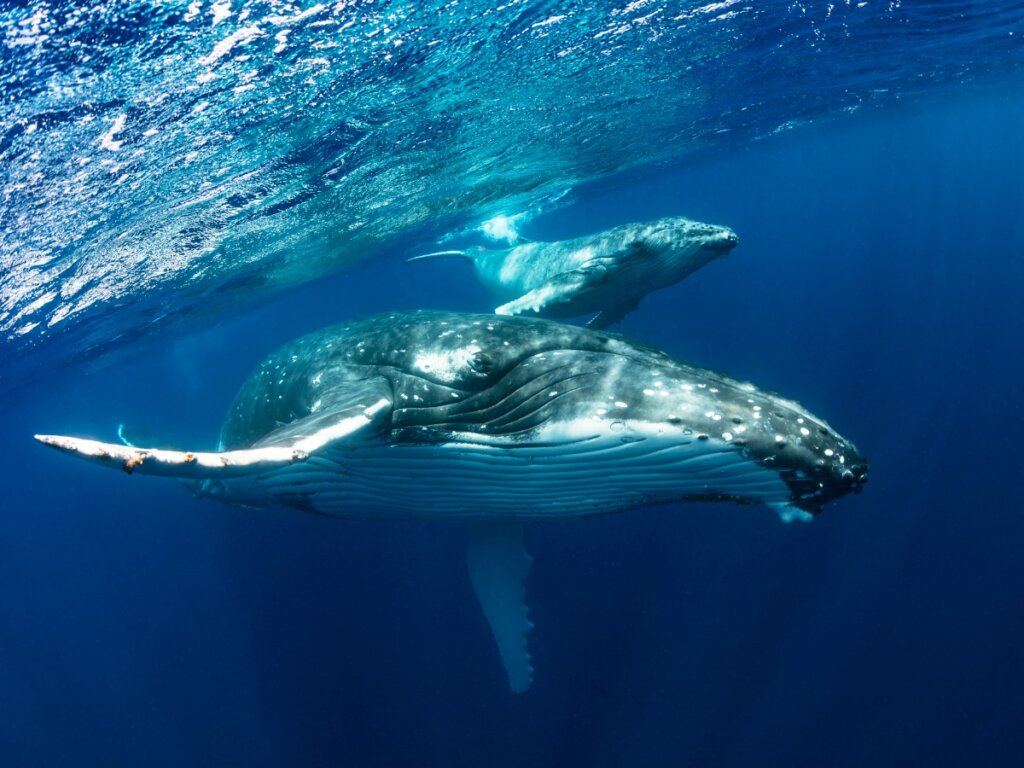 I 10 animali marini più grandi del mondo