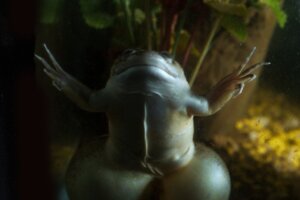 Rana artigliata africana: habitat e caratteristiche