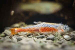 Il mio pesce ha una patina bianca sul corpo: che cos'è?