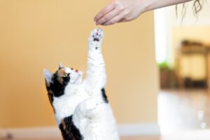 7 errori nell'educare il proprio gatto