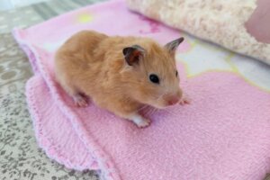 12 sintomi di stress nei criceti